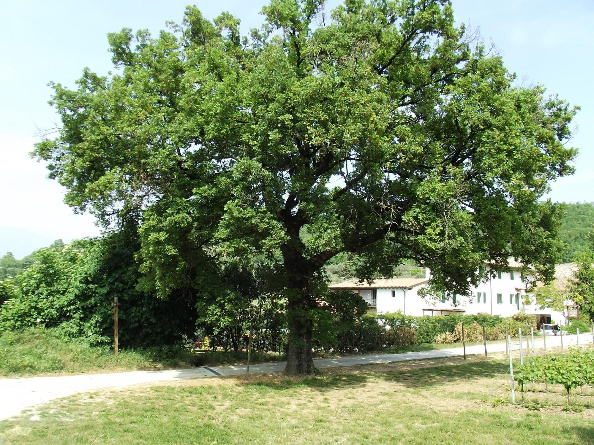 ברדולינו Agriturismo Ca' Castellani מראה חיצוני תמונה